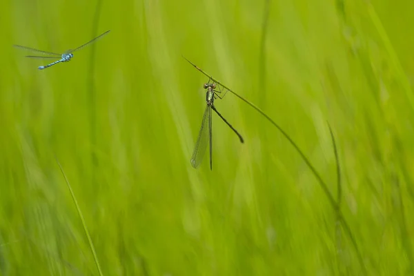 Vuelo Fotografía Naturaleza — Foto de Stock