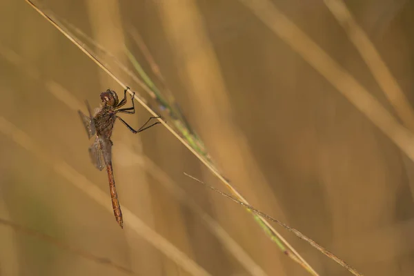 Libelle Der Naturfotografie — Stockfoto