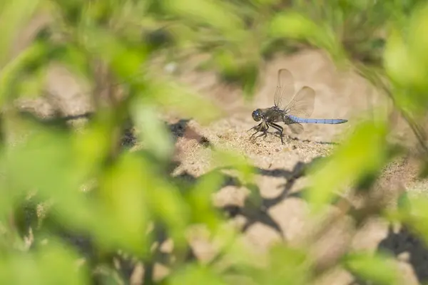 Dragonfly, schovává se za keř — Stock fotografie