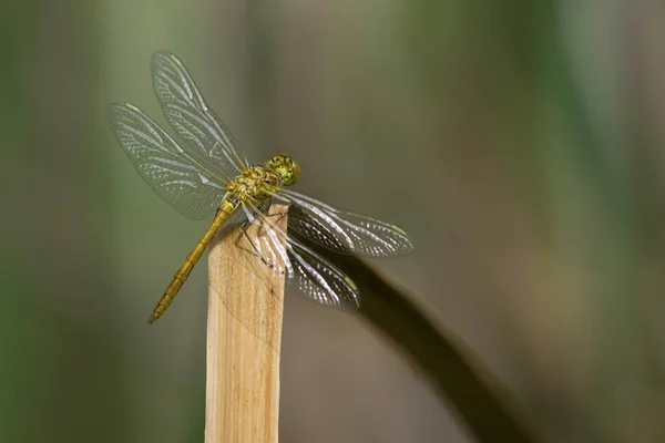 Libélula poco después de la eclosión — Foto de Stock