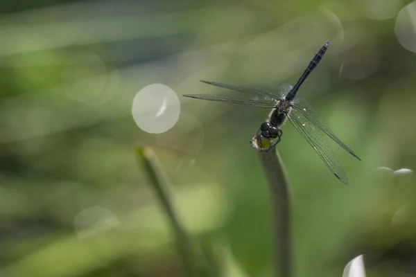 Libélula oscura arriba —  Fotos de Stock