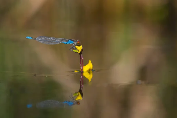 Libelle über dem Wasser — Stockfoto