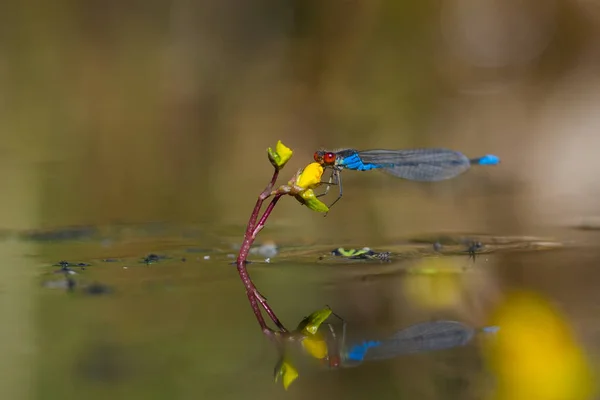 Libelle im Spiegel — Stockfoto