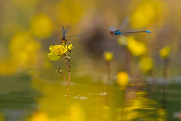 Libellen boven het water — Stockfoto