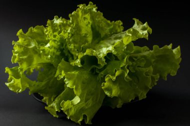 Salata yaprağı. Siyah arka plan üzerine marul.