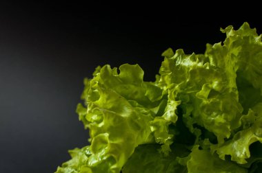 Salata yaprağı. Siyah arka plan üzerine marul.