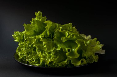 Salata yaprağı. Siyah arka plan üzerine marul.