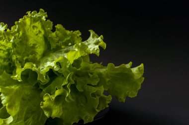 Salata yaprağı. Siyah arka plan üzerine marul.