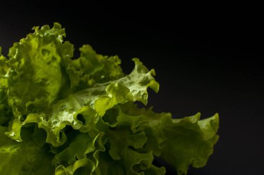 Salata yaprağı. Siyah arka plan üzerine marul.