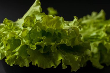 Salata yaprağı. Siyah arka plan üzerine marul.
