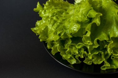 Salata yaprağı. Siyah arka plan üzerine marul.
