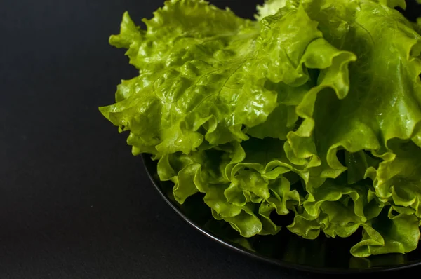 Salata yaprağı. Siyah arka plan üzerine marul.