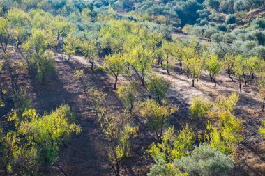 Andalusia manzara - badem ağaçları sonbaharda erken sabah ışık yakalamak