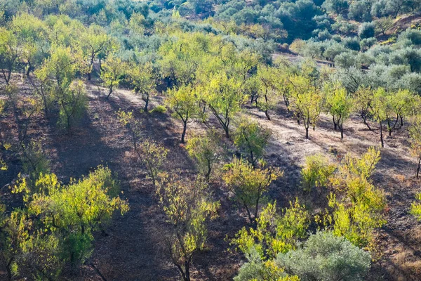 Andalusia manzara - badem ağaçları sonbaharda erken sabah ışık yakalamak