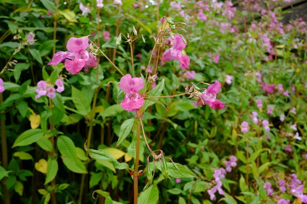 Himalaya Balsam Eine Pflanze Die Gärten Eingeführt Wurde Und Heute — Stockfoto