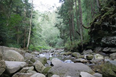 Ormandaki dağ nehri