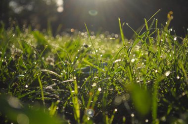 Çimenler üzerinde sabah güneşi ve çiy