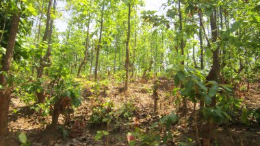 ağaçlar doğa orman tepe 