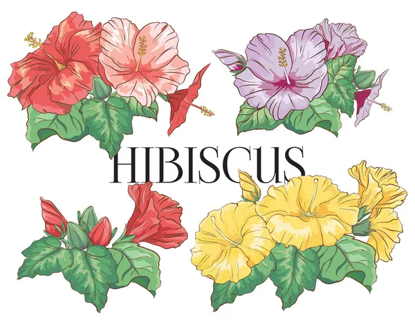 Joukko käsin piirretty hibiscus kukka. Värikäs kokoelma trooppisia kukkia. Kaunis kukka koostumus eksoottisia kukkia ruusu malva — vektorikuva