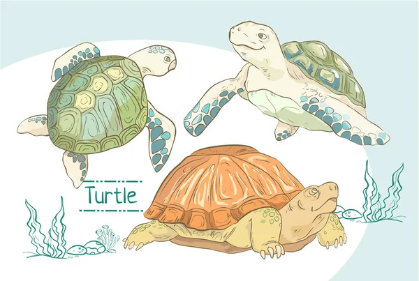 Conjunto de tortugas dibujadas a mano . — Vector de stock