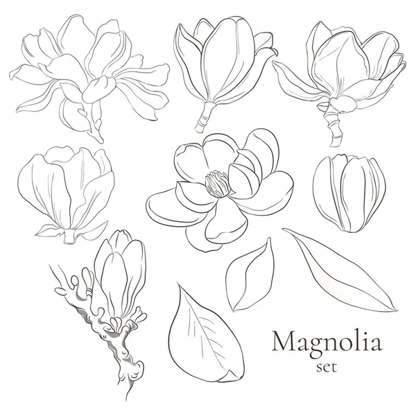 Uppsättning vektor linje magnolia blommor på vit bakgrund. Insamling av blommande blommor för bröllop, äktenskap — Stock vektor