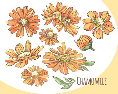 Turuncu papatya seti. Yaz çiçekleri koleksiyonu. Vektör illüstrasyonu