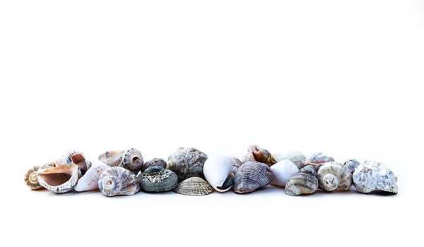 A fehér tengeri kagylókból — Stock Fotó