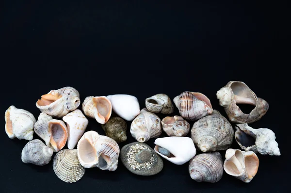 Conchas do mar no preto — Fotografia de Stock