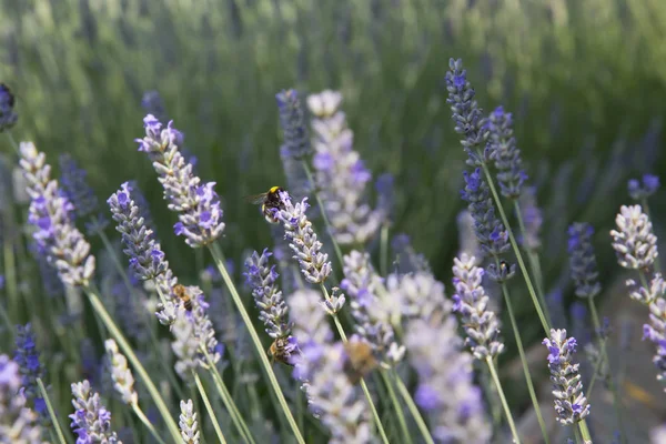 Bee on Lavenders — Stock Photo, Image