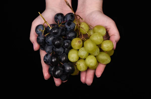 Mains féminines avec raisins verts et noirs . — Photo