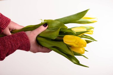 Eller ile üzerine beyaz izole Sarı laleler