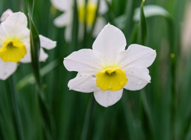 Nergis poeticus çiğ damlaları ile nergis 
