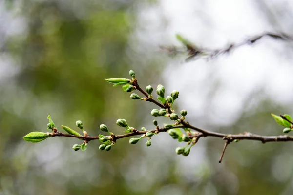 Buds trees open, appear leaves, blurred background