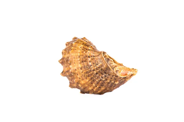 Seashell Isolerad Vit Bakgrund Närbild Kopiera Utrymme — Stockfoto