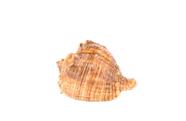 Seashell Izolované Bílém Pozadí Zavřít Kopírovat Prostor — Stock fotografie