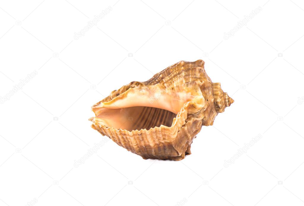 Seashell isolated on white background. Close up. Copy space.