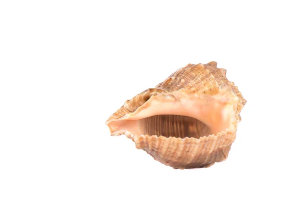 Seashell Isolerade Över Vit Bakgrund Närbild Kopiera Utrymme — Stockfoto