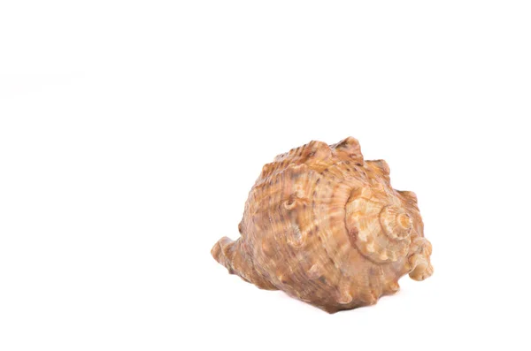 Seashell Isolerade Över Vit Bakgrund Närbild Kopiera Utrymme — Stockfoto