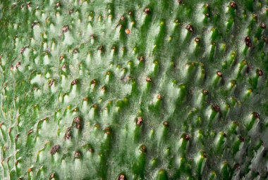 Soyulmamış avokado meyvesinin makro çekimi..