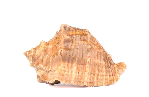 Concha do mar isolada sobre um fundo branco. — Fotografia de Stock