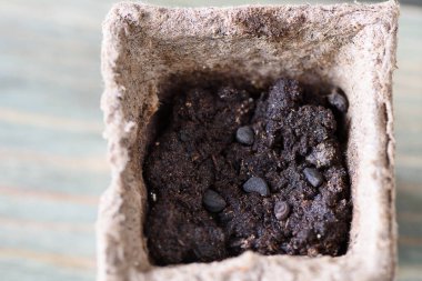 Ipomoea tohumları bir turba tenceresinde hazır. Evde bitki yetiştirmek..