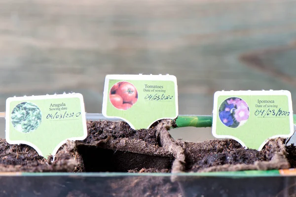 イポモエア トマト アルグラの種を植えた泥炭ポット 植物の名前と播種日のプレート — ストック写真