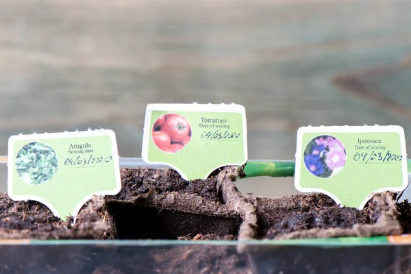 Ipomoea, Domates ve Arugula tohumları ekilmiş turba saksıları. Bitkilerin isimlerinin ve ekilme tarihinin yazılı olduğu tabaklar.