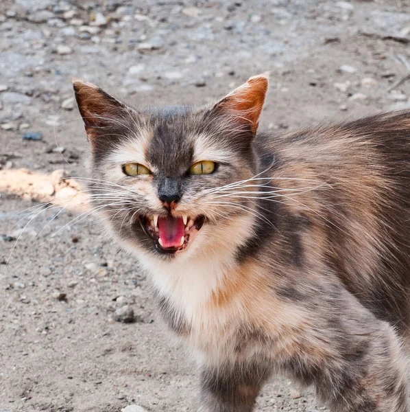 A meowing cat with a multi-colored color looks at the camera. Domestic cat on the street. Close up.