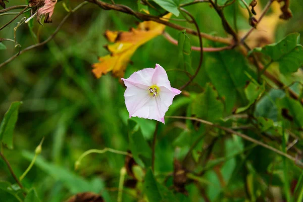 Gemme Campo Fiorito Bindweed Uno Sfondo Erba Appassente Erbacea Selvatica — Foto Stock