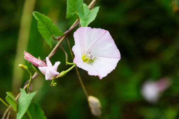 Campo Florescendo Bindweed Uma Aranha Pequena Bud Flor Ervas Daninhas — Fotografia de Stock