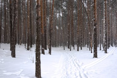 Kışın çam ormanında kar yağıyor. Çam ormanında kış günü.