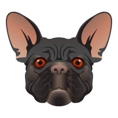 Fransızca-Bulldog-06