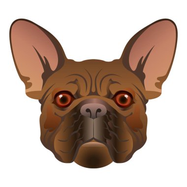 Fransızca-Bulldog-05