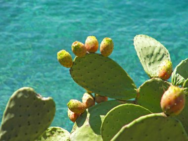 Kaktüs armut Opuntia yastıkları deniz